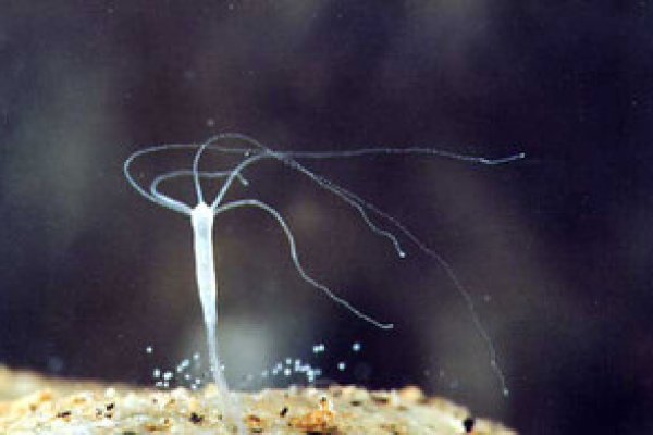 Работа с ссылка на кракен